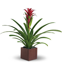 Bromeliad Beauty from Schultz Florists, flower delivery in Chicago
